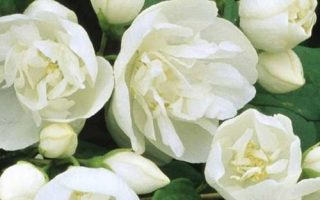 Philadelphus coronarius 'Virginal'