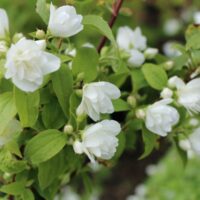 Philadelphus 'Manteau d'Hermine', 20–30 cm