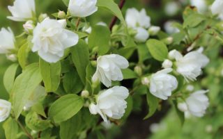 Philadelphus 'Manteau d'Hermine', 20–30 cm