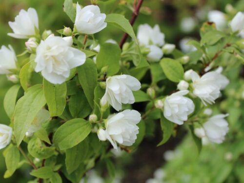Philadelphus 'Manteau d'Hermine', 20–30 cm - Obrázek 1