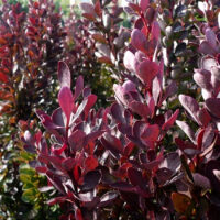 Berberis Thunbergii 'Red Rocket'