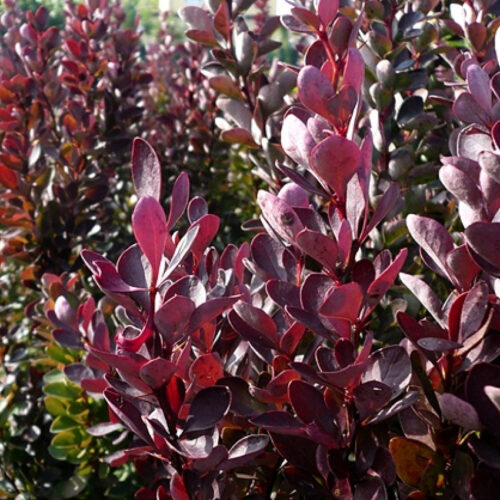 Berberis Thunbergii 'Red Rocket' - Obrázek 1