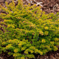 Berberis thunbergii 'Sensation'