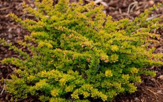 Berberis thunbergii 'Sensation'