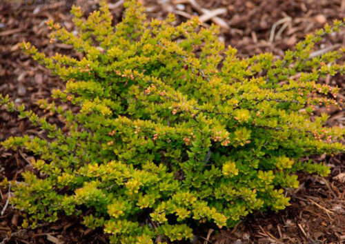 Berberis thunbergii 'Sensation' - Image 1