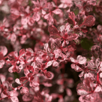 BERBERIS THUNBERGII 'Harlequin' 15–20 cm
