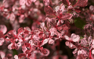 BERBERIS THUNBERGII 'Harlequin' 15–20 cm