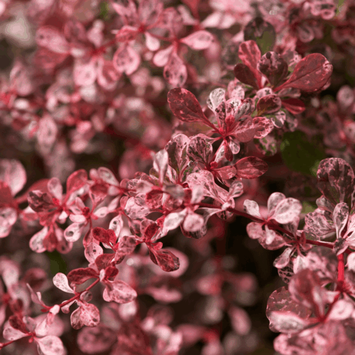 BERBERIS THUNBERGII 'Harlequin' 15–20 cm - Image 1