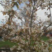 Amelanchier laevis 'Snowflakes' 150 KM