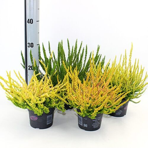 Calluna vulgaris Garden Girls, Sunset Line, P 12 - Obrázek 1