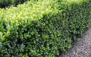 Ilex crenata 'Stokes'