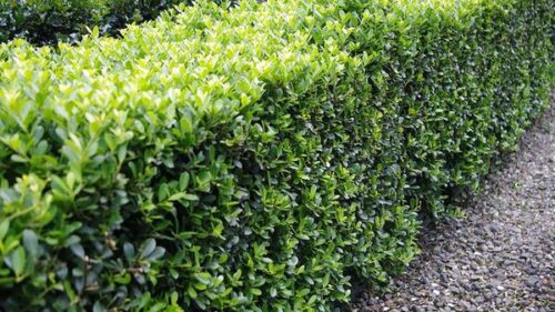 Ilex crenata 'Stokes' - Obrázek 1