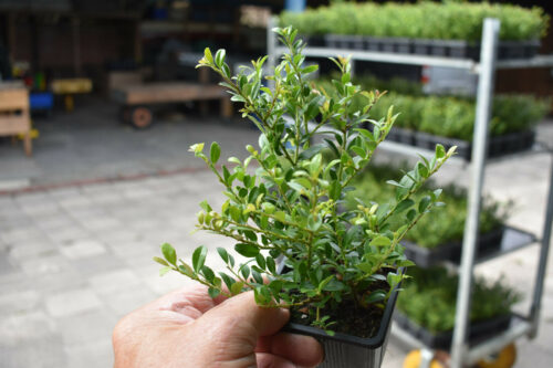 Ilex crenata 'Stokes' - Obrázek 3