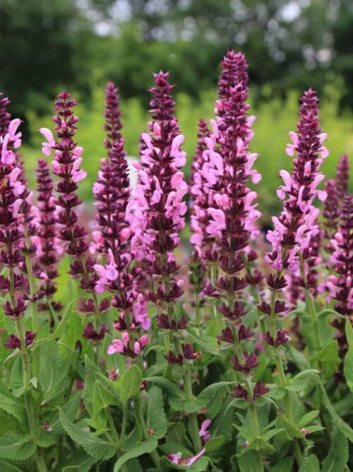 Salvia nemorosa 'Sensation' - Image 3