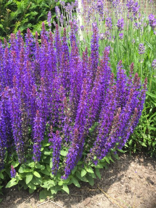 Salvia nemorosa 'Sensation' - Image 1