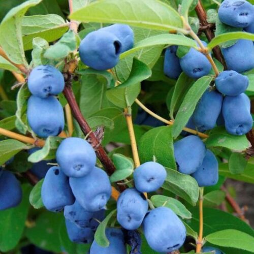 Lonicera kamtschatica 'Wojtek' - Obrázek 1