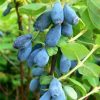 Lonicera kamtschatica 'Sinoglaska' - Kontejner 2,5 l, v. 20-30 cm