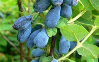 Lonicera kamtschatica 'Sinoglaska'