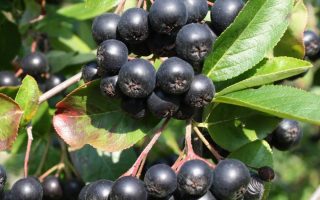 Aronia prunifolia 'Viking'