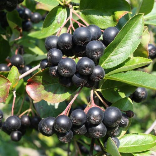 Aronia prunifolia 'Viking' - Obrázek 1