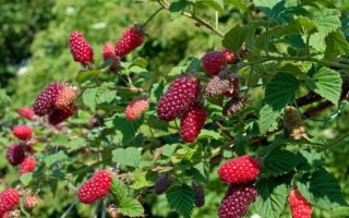 Rubus x 'Tayberry' Malinoostružina, C2,0 L, samosprašná