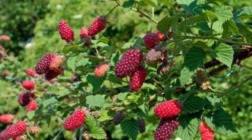 Rubus x 'Tayberry' Malinoostružina, C2,0 L, samosprašná - Image 1