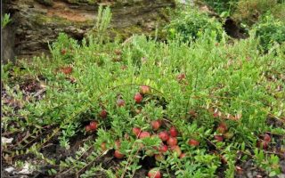 Vaccinium macrocarpon Pilgrim / Klikva– brusinka , P 12