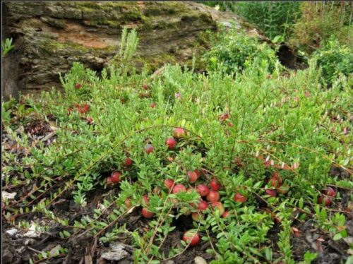 Vaccinium macrocarpon Pilgrim / Klikva– brusinka , P 12 - Obrázek 1