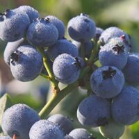 Vaccinium corymbosum 'Bluegold'