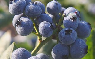 Vaccinium corymbosum 'Bluegold'