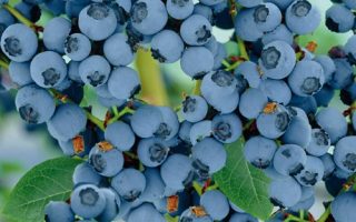 Vaccinium cor. 'Goldtraube'