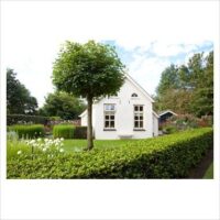 Tilia cordata 'Green Globe'