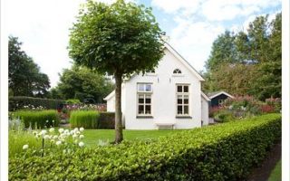 Tilia cordata 'Green Globe'