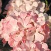 Viburnum plicatum 'Dart´s Red Robin' - Kontejner 5 l, v. kmínku 80 cm