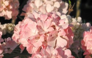 Viburnum plicatum 'Dart´s Red Robin'