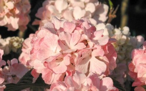 Viburnum plicatum 'Dart´s Red Robin' - Obrázek 1