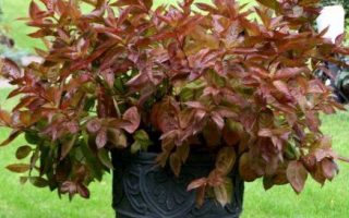 Weigela 'Wings of Fire'