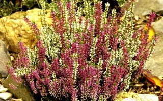 Calluna vulgaris Twin Girls®, P 11 – MIX
