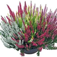 Calluna vulgaris 'Beauty Sisters'®