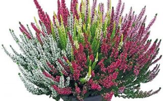 Calluna vulgaris 'Beauty Sisters'®