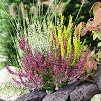 Calluna vulgaris 'Trio Girls'