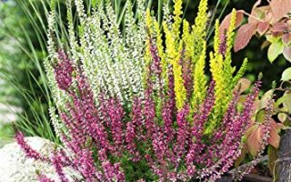 Calluna vulgaris 'Garden Girls'® 'Trios'