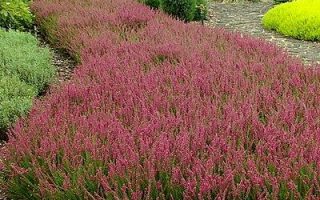 Calluna vulgaris Red Sun, P 11