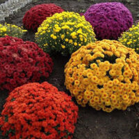 Chrysanthemum multiflora Chryzantéma – mraz. do – 5 °C, P 13