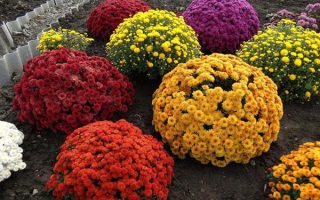 Chrysanthemum multiflora Chryzantéma – mraz. do – 5 °C, P 13