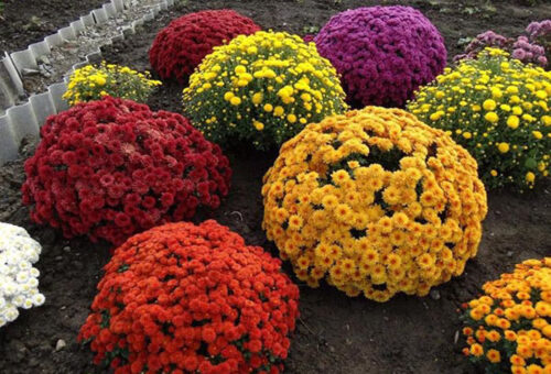 Chrysanthemum multiflora Chryzantéma – mraz. do – 5 °C, P 13 - Obrázek 1