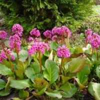 Bergenia cordifolia