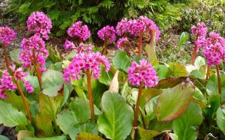 Bergenia cordifolia