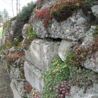 SEDUM Stone–Land, Rozchodník, P 12 – mix