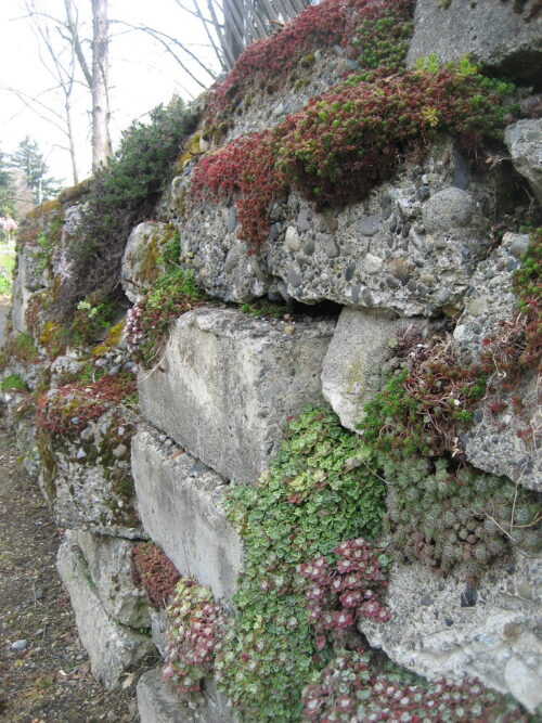 SEDUM Stone–Land, Rozchodník, P 12 – mix - Obrázek 1